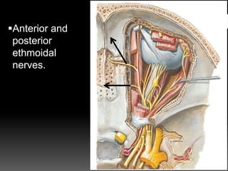 Anterior and
posterior
ethmoidal
nerves.
 
