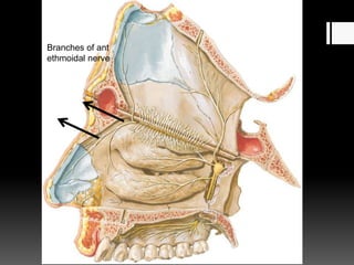Branches of ant
ethmoidal nerve
 