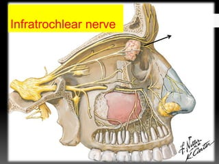 Infratrochlear nerve
 