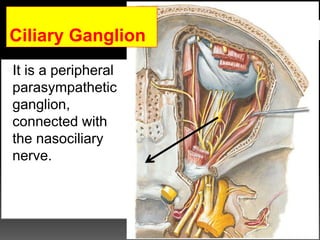 It is a peripheral
parasympathetic
ganglion,
connected with
the nasociliary
nerve.
Ciliary Ganglion
 