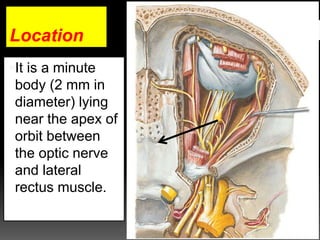 Location
It is a minute
body (2 mm in
diameter) lying
near the apex of
orbit between
the optic nerve
and lateral
rectus muscle.
 