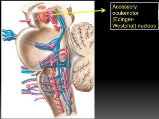 Accessory
oculomotor
(Edinger-
Westphal) nucleus
 