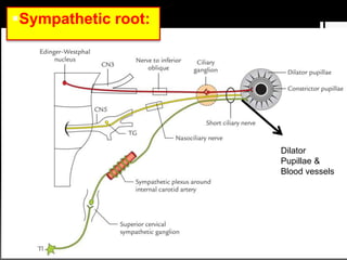 Sympathetic root:
Dilator
Pupillae &
Blood vessels
 