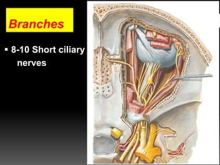Branches
 8-10 Short ciliary
nerves
 