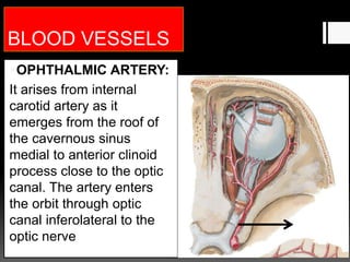 BLOOD VESSELS
OPHTHALMIC ARTERY:
It arises from internal
carotid artery as it
emerges from the roof of
the cavernous sinus
medial to anterior clinoid
process close to the optic
canal. The artery enters
the orbit through optic
canal inferolateral to the
optic nerve
 