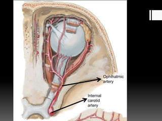 Ophthalmic
artery
Internal
carotid
artery
 