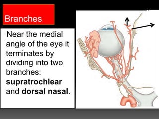 Branches
Near the medial
angle of the eye it
terminates by
dividing into two
branches:
supratrochlear
and dorsal nasal.
 