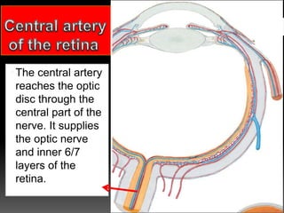 The central artery
reaches the optic
disc through the
central part of the
nerve. It supplies
the optic nerve
and inner 6/7
layers of the
retina.
 