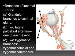 Branches of lacrimal
artery:
(a) Glandular
branches to lacrimal
gland.
(b) Two lateral
palpebral arteries—
one to each eyelid.
(c) Two zygomatic
branches:
zygomaticofacial and
zygomaticotemporal.
 