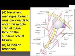 (d) Recurrent
meningeal branch
runs backwards to
enter the middle
cranial fossa
through the
superior orbital
fissure.
(e) Muscular
branches.
 