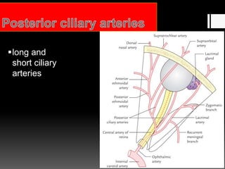 long and
short ciliary
arteries
 