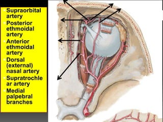 Supraorbital
artery
Posterior
ethmoidal
artery
Anterior
ethmoidal
artery
Dorsal
(external)
nasal artery
Supratrochle
ar artery
Medial
palpebral
branches
 
