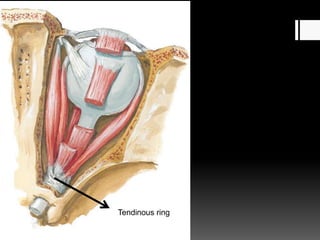 Tendinous ring
 