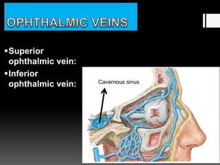 Superior
ophthalmic vein:
Inferior
ophthalmic vein: Cavernous sinus
 