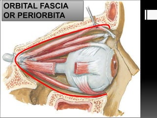 ORBITAL FASCIA
OR PERIORBITA
 