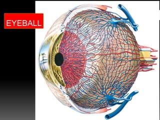 EYEBALL
 