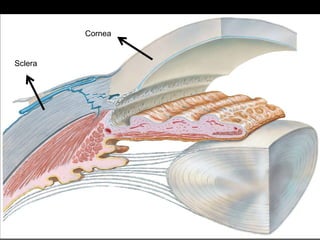 Cornea
Sclera
 