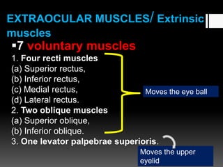 EXTRAOCULAR MUSCLES/ Extrinsic
muscles
7 voluntary muscles
1. Four recti muscles
(a) Superior rectus,
(b) Inferior rectus,
(c) Medial rectus,
(d) Lateral rectus.
2. Two oblique muscles
(a) Superior oblique,
(b) Inferior oblique.
3. One levator palpebrae superioris.
Moves the eye ball
Moves the upper
eyelid
 