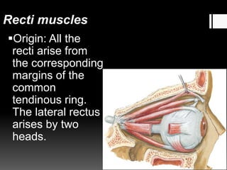 Recti muscles
Origin: All the
recti arise from
the corresponding
margins of the
common
tendinous ring.
The lateral rectus
arises by two
heads.
 