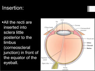 Insertion:
All the recti are
inserted into
sclera little
posterior to the
limbus
(corneoscleral
junction) in front of
the equator of the
eyeball.
 