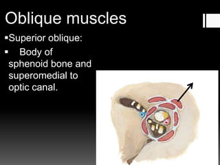 Oblique muscles
Superior oblique:
 Body of
sphenoid bone and
superomedial to
optic canal.
 