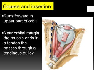 Course and insertion
Runs forward in
upper part of orbit.
Near orbital margin
the muscle ends in
a tendon the
passes through a
tendinous pulley.
 