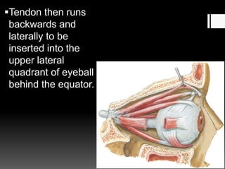 Tendon then runs
backwards and
laterally to be
inserted into the
upper lateral
quadrant of eyeball
behind the equator.
 