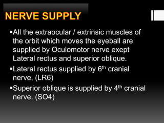 All the extraocular / extrinsic muscles of
the orbit which moves the eyeball are
supplied by Oculomotor nerve exept
Lateral rectus and superior oblique.
Lateral rectus supplied by 6th cranial
nerve, (LR6)
Superior oblique is supplied by 4th cranial
nerve. (SO4)
 