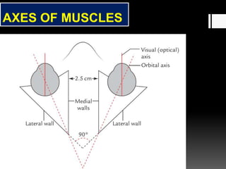 AXES OF MUSCLES
 