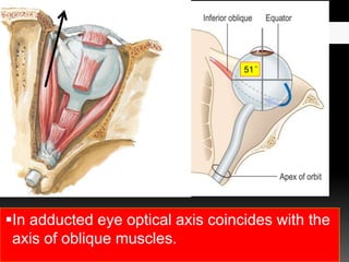 In adducted eye optical axis coincides with the
axis of oblique muscles.
51 ̊
 