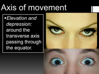 Axis of movement
Elevation and
depression:
around the
transverse axis
passing through
the equator.
 