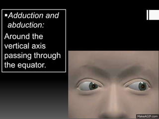 Adduction and
abduction:
Around the
vertical axis
passing through
the equator.
 