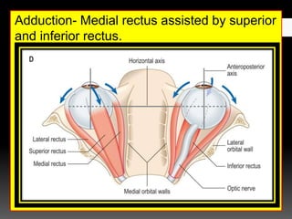 Adduction- Medial rectus assisted by superior
and inferior rectus.
 