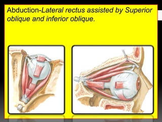 Abduction-Lateral rectus assisted by Superior
oblique and inferior oblique.
 