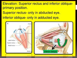 Elevation: Superior rectus and inferior oblique-
primary position.
Superior rectus- only in abducted eye.
inferior oblique- only in adducted eye.
inferior oblique
 