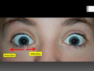 Abduction
Adduction
 