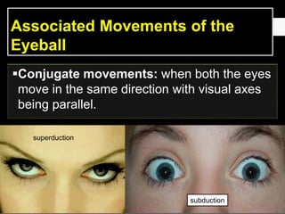 Associated Movements of the
Eyeball
Conjugate movements: when both the eyes
move in the same direction with visual axes
being parallel.
superduction
subduction
 