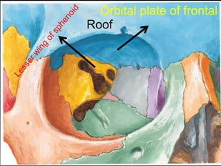 Roof
Orbital plate of frontal
 