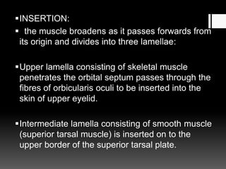 INSERTION:
 the muscle broadens as it passes forwards from
its origin and divides into three lamellae:
Upper lamella consisting of skeletal muscle
penetrates the orbital septum passes through the
fibres of orbicularis oculi to be inserted into the
skin of upper eyelid.
Intermediate lamella consisting of smooth muscle
(superior tarsal muscle) is inserted on to the
upper border of the superior tarsal plate.
 