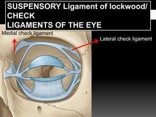 Lateral check ligament
Medial check ligament
SUSPENSORY Ligament of lockwood/
CHECK
LIGAMENTS OF THE EYE
 