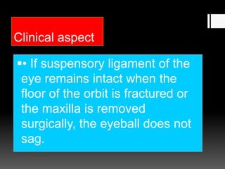 Clinical aspect
• If suspensory ligament of the
eye remains intact when the
floor of the orbit is fractured or
the maxilla is removed
surgically, the eyeball does not
sag.
 