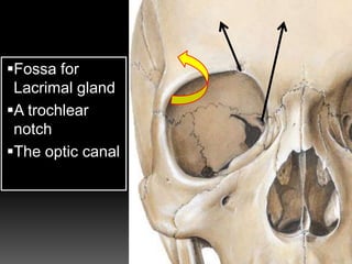 Fossa for
Lacrimal gland
A trochlear
notch
The optic canal
 