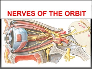 NERVES OF THE ORBIT
 