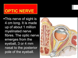 OPTIC NERVE
This nerve of sight is
4 cm long. It is made
up of about 1 million
myelinated nerve
fibres. The optic nerve
emerges from the
eyeball, 3 or 4 mm
nasal to the posterior
pole of the eyeball.
 