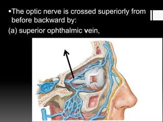 The optic nerve is crossed superiorly from
before backward by:
(a) superior ophthalmic vein,
 