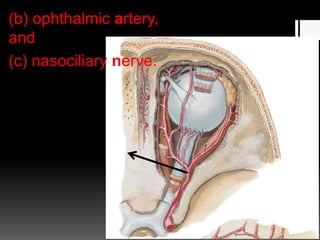 (b) ophthalmic artery,
and
(c) nasociliary nerve.
 