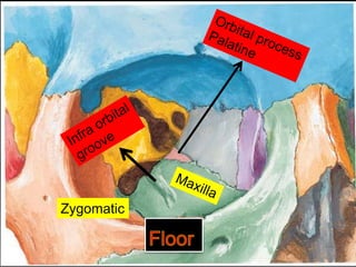Floor
Zygomatic
 