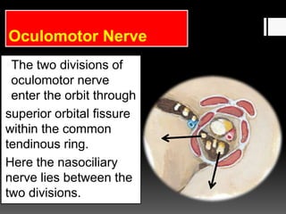 Oculomotor Nerve
The two divisions of
oculomotor nerve
enter the orbit through
superior orbital fissure
within the common
tendinous ring.
Here the nasociliary
nerve lies between the
two divisions.
 
