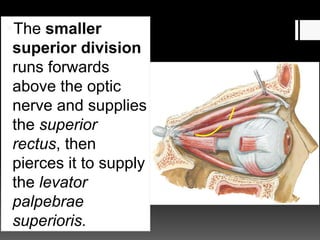 The smaller
superior division
runs forwards
above the optic
nerve and supplies
the superior
rectus, then
pierces it to supply
the levator
palpebrae
superioris.
 