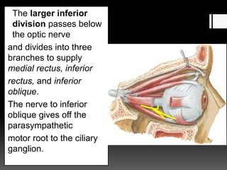 The larger inferior
division passes below
the optic nerve
and divides into three
branches to supply
medial rectus, inferior
rectus, and inferior
oblique.
The nerve to inferior
oblique gives off the
parasympathetic
motor root to the ciliary
ganglion.
 